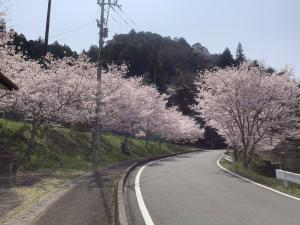 西小学校付近の桜