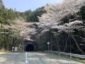 目黒トンネルの桜