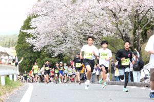 満開の桜の下を駆け抜ける桃源郷マラソン