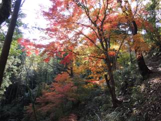 紅葉