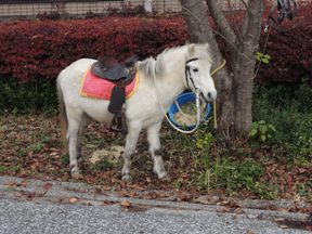 野間馬