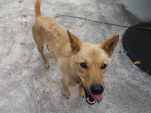 迷い犬