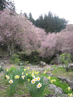 かいどう桜