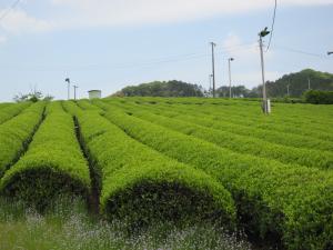 名産のお茶畑