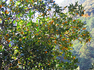 日本蜜柑の木