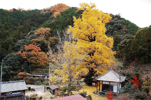 逆杖のイチョウ 全体風景