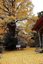 逆杖のイチョウ 敷地からの写真