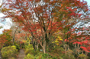 伊井公園　紅葉