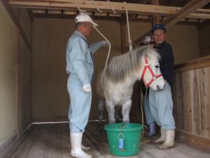 野間馬登城実験