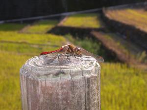 アキアカネ