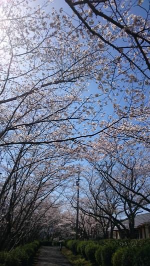 桜の写真