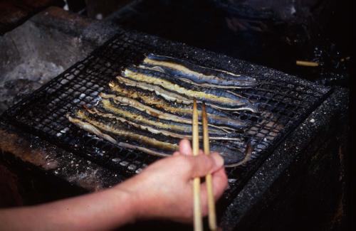 今や貴重な天然ウナギ