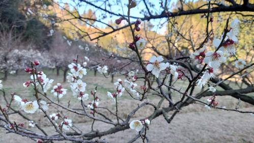 開花期を迎えた南高梅1