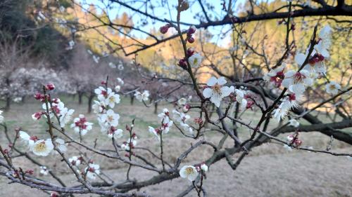 開花期を迎えた南高梅1