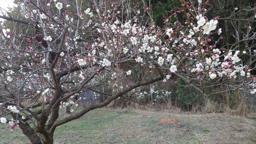 開花期を迎えた南高梅2