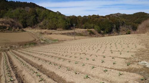 上家地地区須山団地　キャベツ畑の苗植え付けの状況