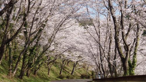 松野の春を彩る桜と桃