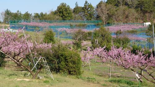 松野の春を彩る桜と桃