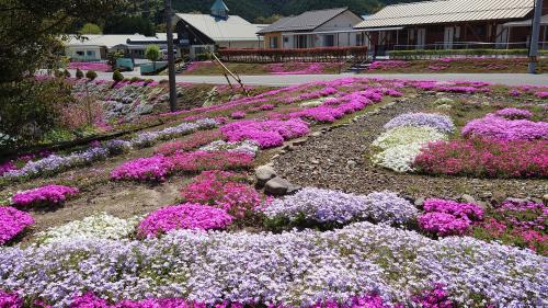 福祉団地のシバザクラ