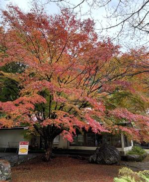 滑床渓谷　万年荘の紅葉