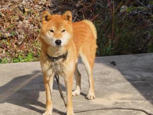 迷い犬　写真